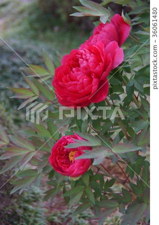 Peony flower language "is shameful" 36061480