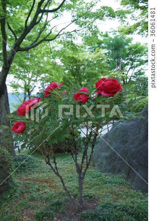 Peony flower language "is shameful" 36061481