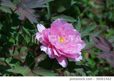 Peony flower language is "noble" 36061482