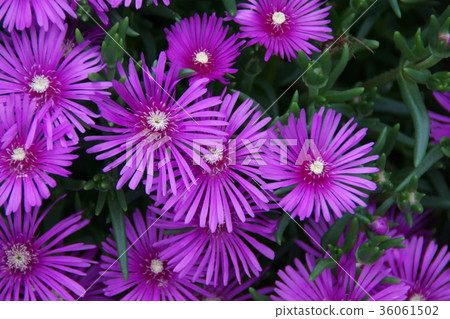 Matsukiku chrysanthemum matsubagiku Flower language is "patience" Matsukiku chrysanthemum matsubagiku Flower language is "patience" 36061502