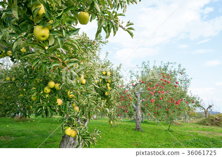 Iwakiyama Atsutsukari apple garden 36061725