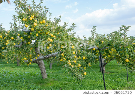 Iwakiyama Atsutsukari apple garden 36061730