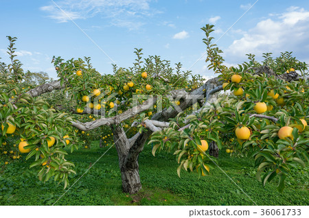 Iwakiyama Atsutsukari apple garden 36061733