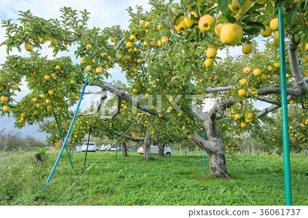 Iwakiyama Atsutsukari apple garden 36061737