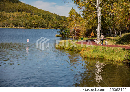 Nagano dog walking on the shores of Lake Shirakaba 36062121