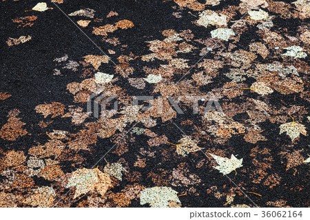 Urban street pavement with fallen leaves 36062164