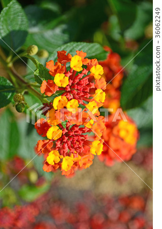 Lantana Lantana 36062249