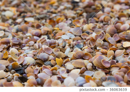 Shells on a beach background Shells on a beach background 36063639