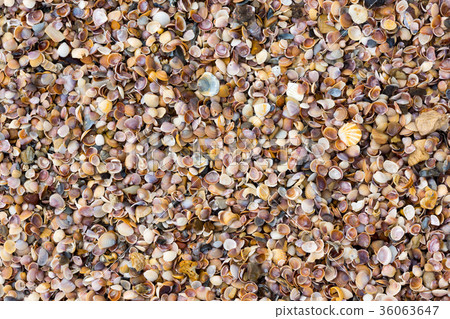 Shells on a beach background 36063647