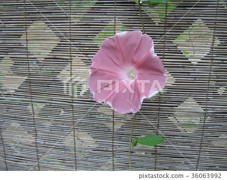 Asagao象徵著日本的夏天 36063992