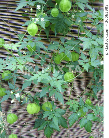 富森克魯茲 36063995