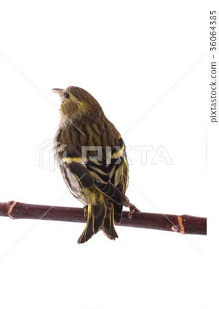 female siskin 36064385
