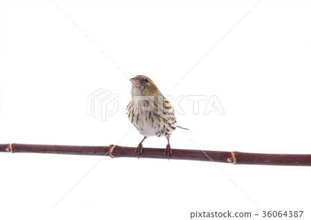 female siskin 36064387