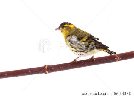 male siskin 36064388