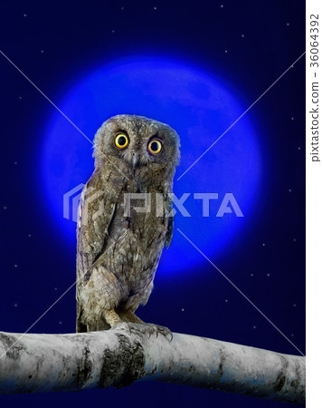 European scops owl European scops owl 36064392
