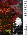 Autumn SL 36065251
