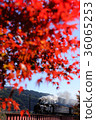 Autumn SL 36065253