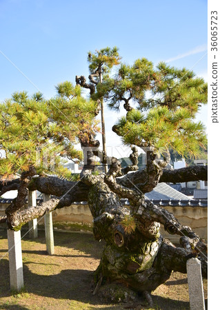 [Hiroshima Prefecture Onomichi City] Goryu no Matsu at Komyoji Temple 36065723