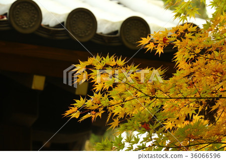 Autumn leaves in Tohoku 36066596