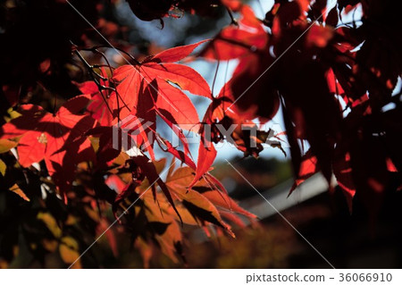 Autumn leaves of Tohutakuji Autumn leaves of Tohutakuji 36066910