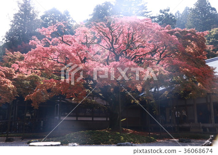 秋葉神山 秋葉神山 36068674