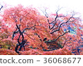 秋葉神山 36068677