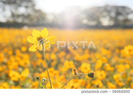 Yellow cosmos and sunrise Yellow cosmos and sunrise 36068800