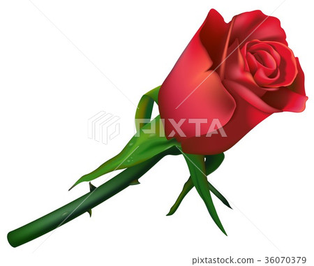 Single Red Rose 36070379