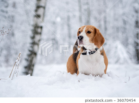 Beagle dog walking in the winter snowy forest 36070454