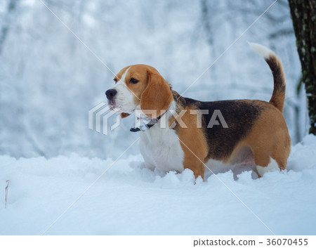 Beagle dog walking in the winter snowy forest Beagle dog walking in the winter snowy forest 36070455