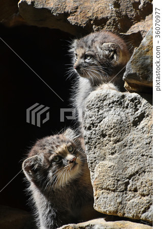 Close up portrait of two manul kittens 36070977