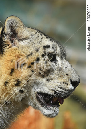 Close up side portrait of snow leopard Close up side portrait of snow leopard 36070993
