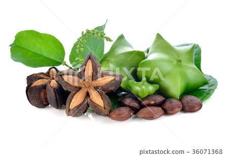 Sacha Inchi, fresh capsule seeds fruit  36071368