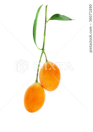 Marian plum thai fruit on white (Mayongchid Marian plum thai fruit on white (Mayongchid 36071890