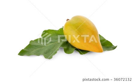 Egg fruit, Canistel, (Pouteria campechiana (Kunth) Egg fruit, Canistel, (Pouteria campechiana (Kunth) 36072132