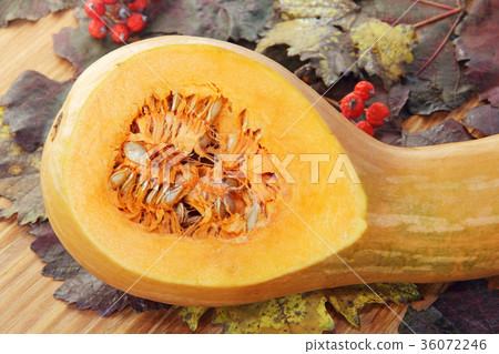 Pumpkin, red berries on color autumn foliage. 36072246
