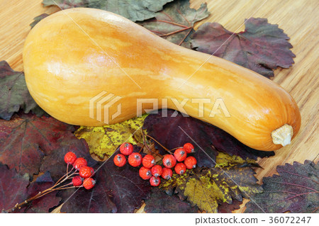 Pumpkin, red berries on autumn foliage. 36072247
