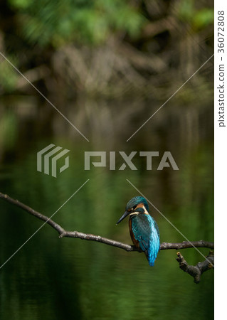 Kingfisher Kingfisher 36072808