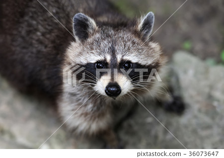 Raccoon 36073647
