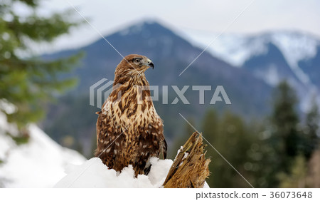 Hawk Hawk 36073648