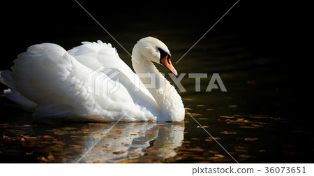 Swan in the lake Swan in the lake 36073651