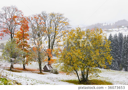 First snow in the forest in the mountains First snow in the forest in the mountains 36073653