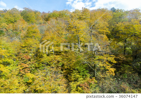 Landscape from Dragon Dora of Naeba Plant of Autumn Leaves Season Landscape from Dragon Dora of Naeba Plant of Autumn Leaves Season 36074147
