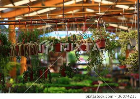 Succulent plants 36074213