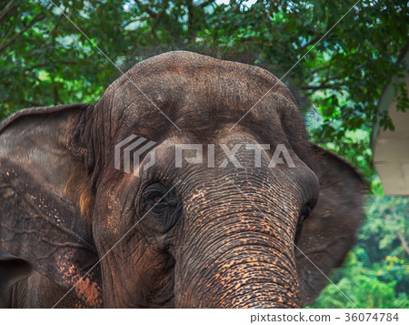 Asian elephant head. 36074784