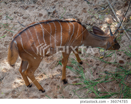 Deer at Khao Kheow Open Zoo 36074785