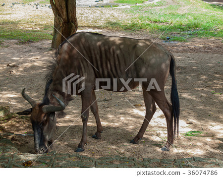 Wildebeest at Khao Kheow Open Zoo Wildebeest at Khao Kheow Open Zoo 36074786