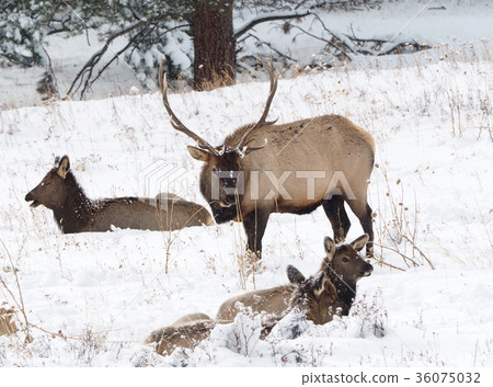 Elks in the snow 36075032