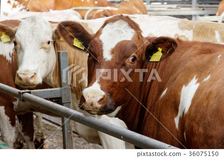 Cows in a farm Cows in a farm 36075150