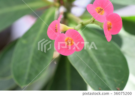 Hanakilin 36075200